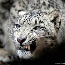 Схема вышивки «Не подходи»