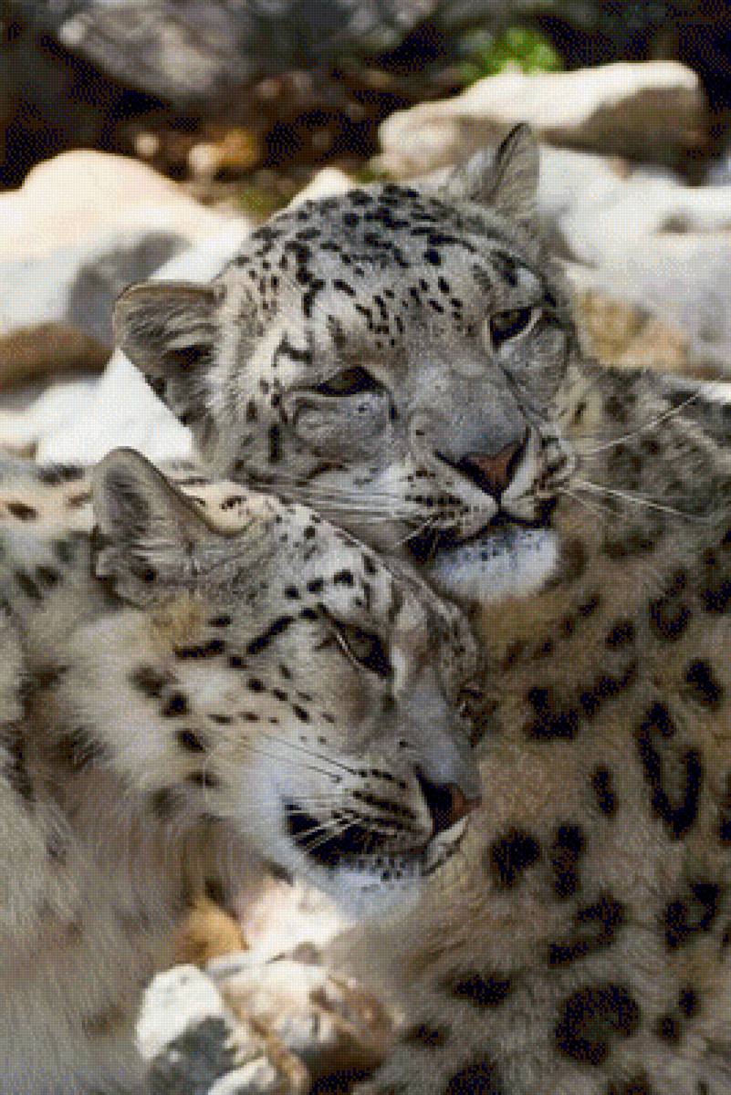 Снежные барсы - снежный барс, животные - предпросмотр