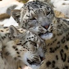 Схема вышивки «Снежные барсы»