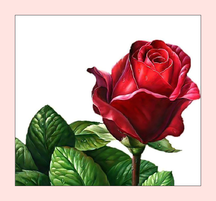 Роза. - живопись, бутон, цветок, капли, роза - оригинал