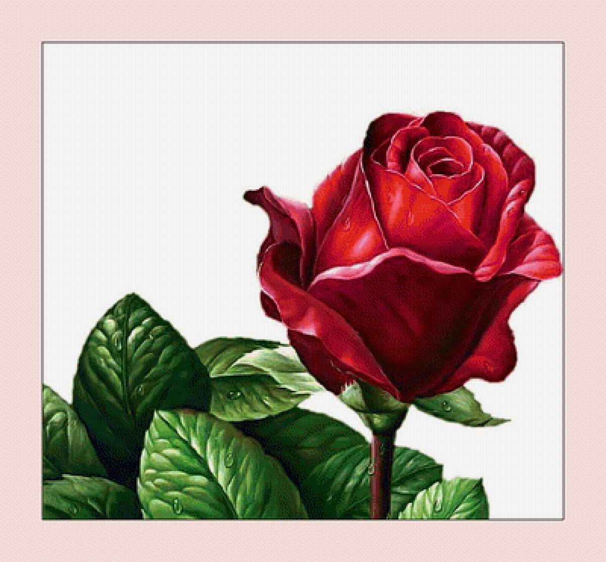 Роза. - живопись, роза, капли, бутон, цветок - предпросмотр