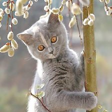 Схема вышивки «№2022565»