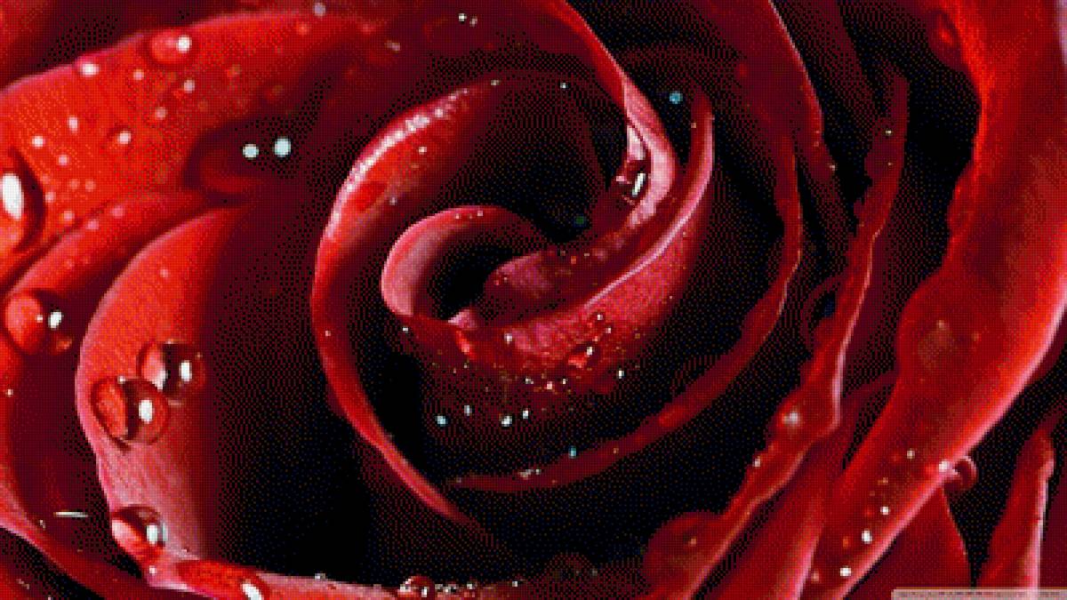 ROSE - розы - предпросмотр