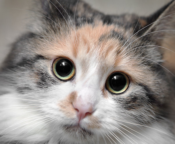 Мурка - кошки, животные - оригинал