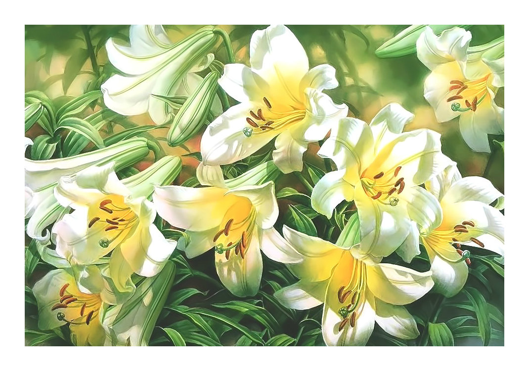 Белые лилии. - лилии, цветы, живопись, букет - оригинал