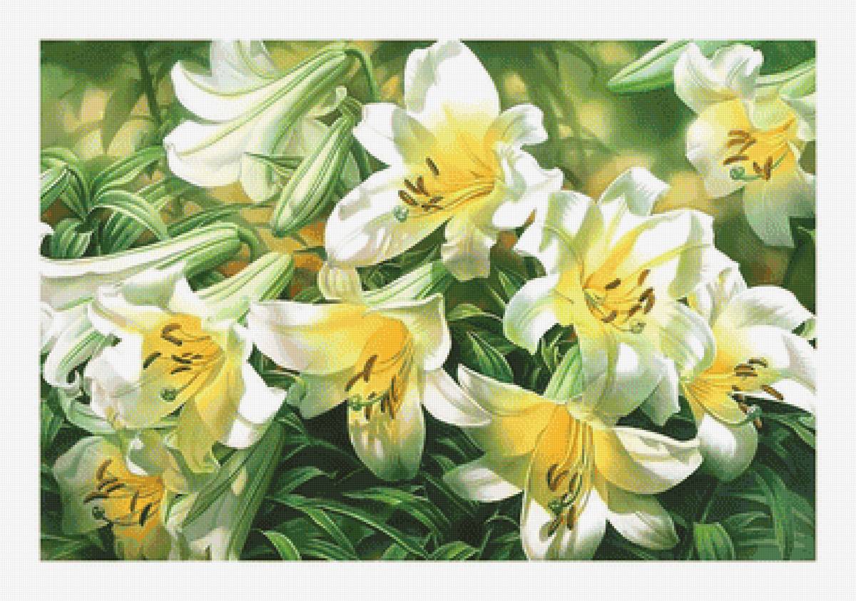 Белые лилии. - лилии, живопись, букет, цветы - предпросмотр