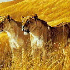 Схема вышивки «Тигры»