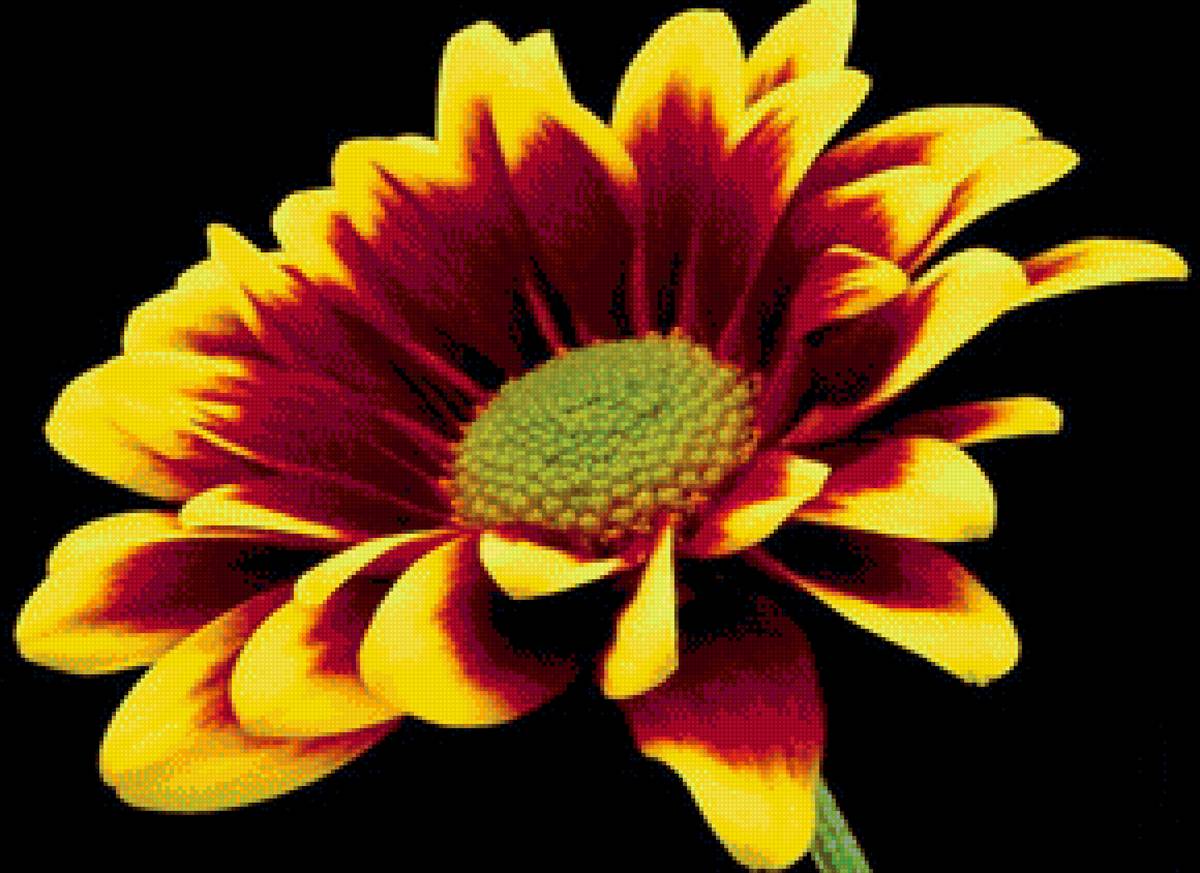 №2023535 - цветы - предпросмотр