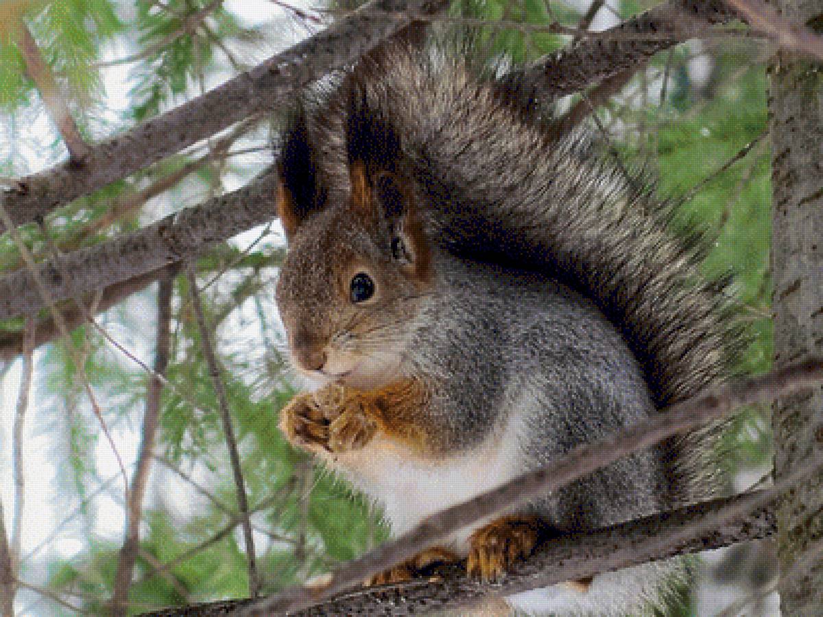 Белочка - лес, белки, животные - предпросмотр