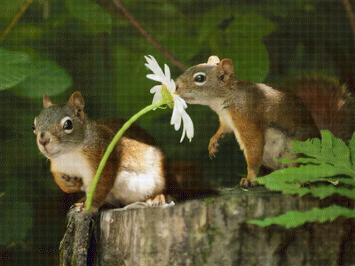 Любит, не любит... - лес, белки, животные - предпросмотр