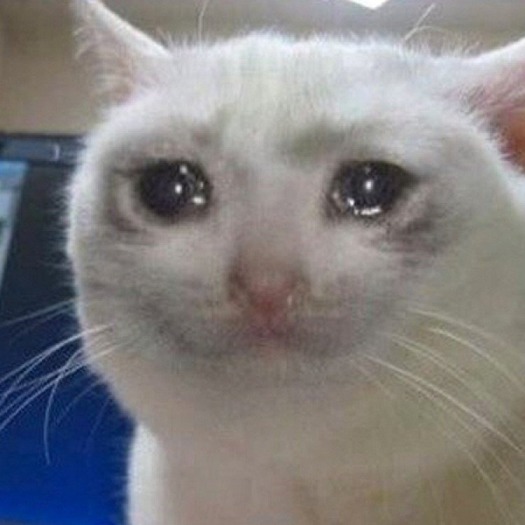 Котик плачет - мем, кот - оригинал