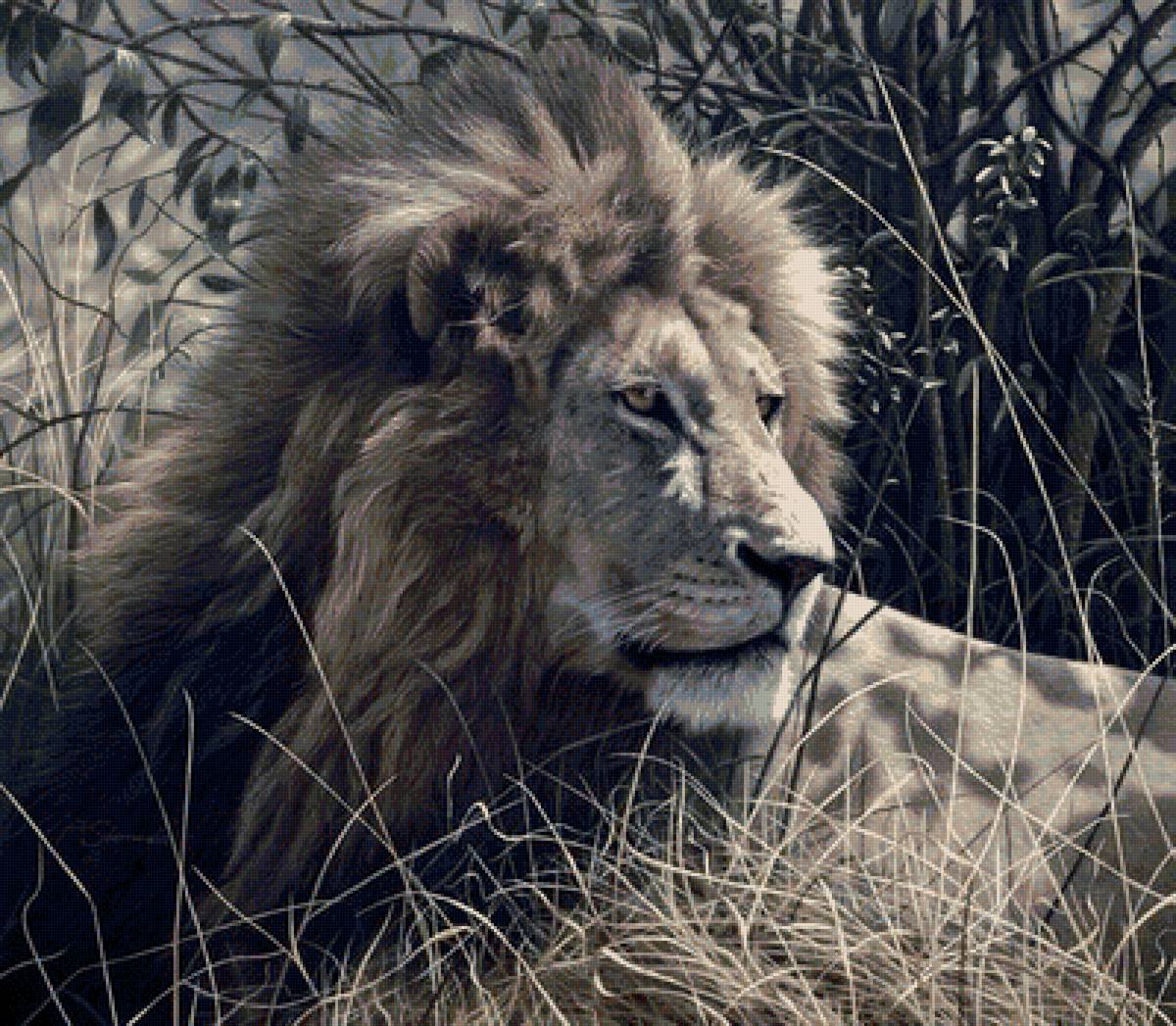 дикие - предпросмотр