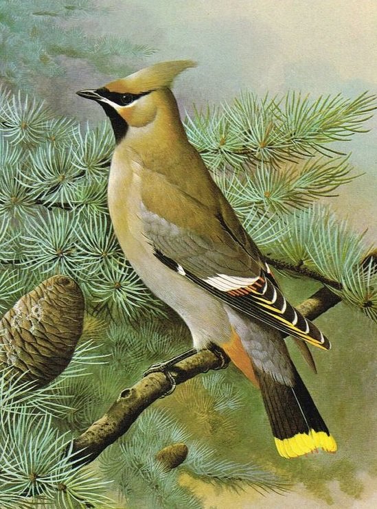 Madar - оригинал