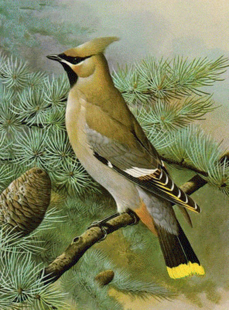 Madar - предпросмотр