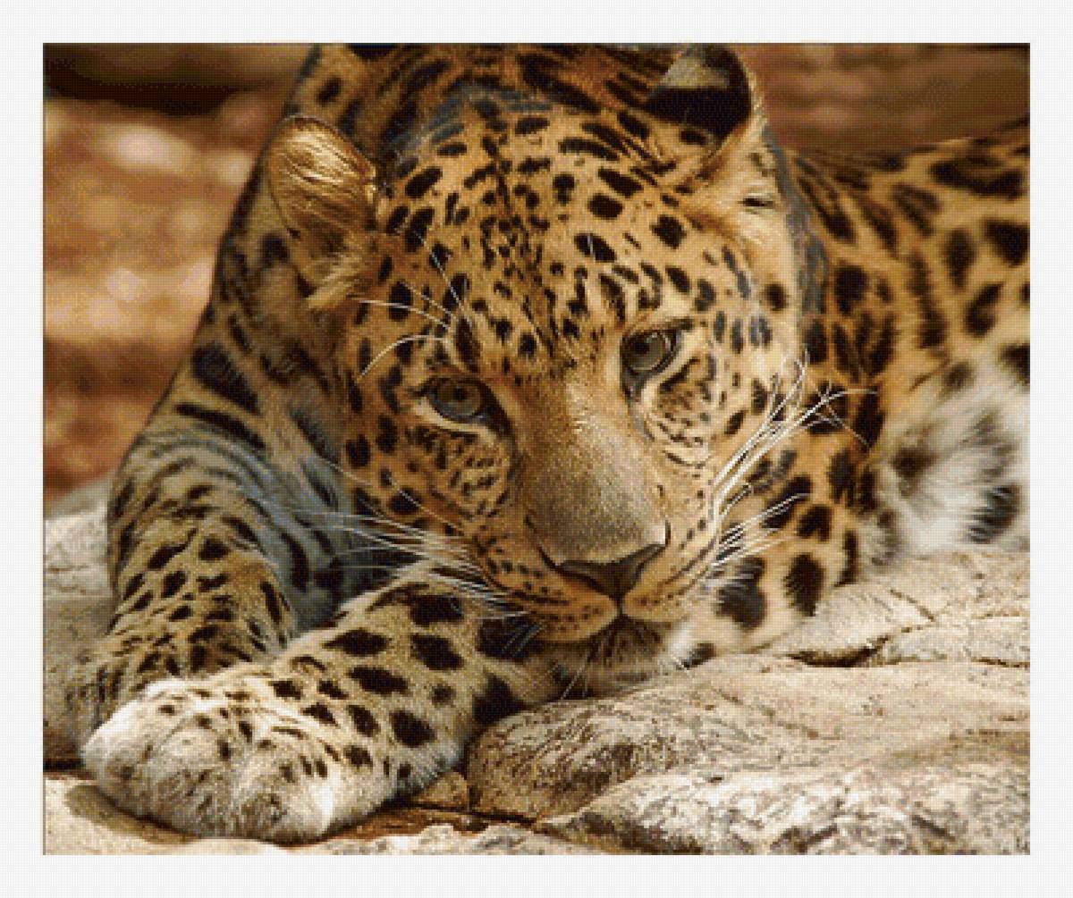 Серия "Хищники". Леопард - леопард, животные, хищники - предпросмотр