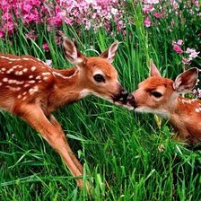 Схема вышивки «оленята80»