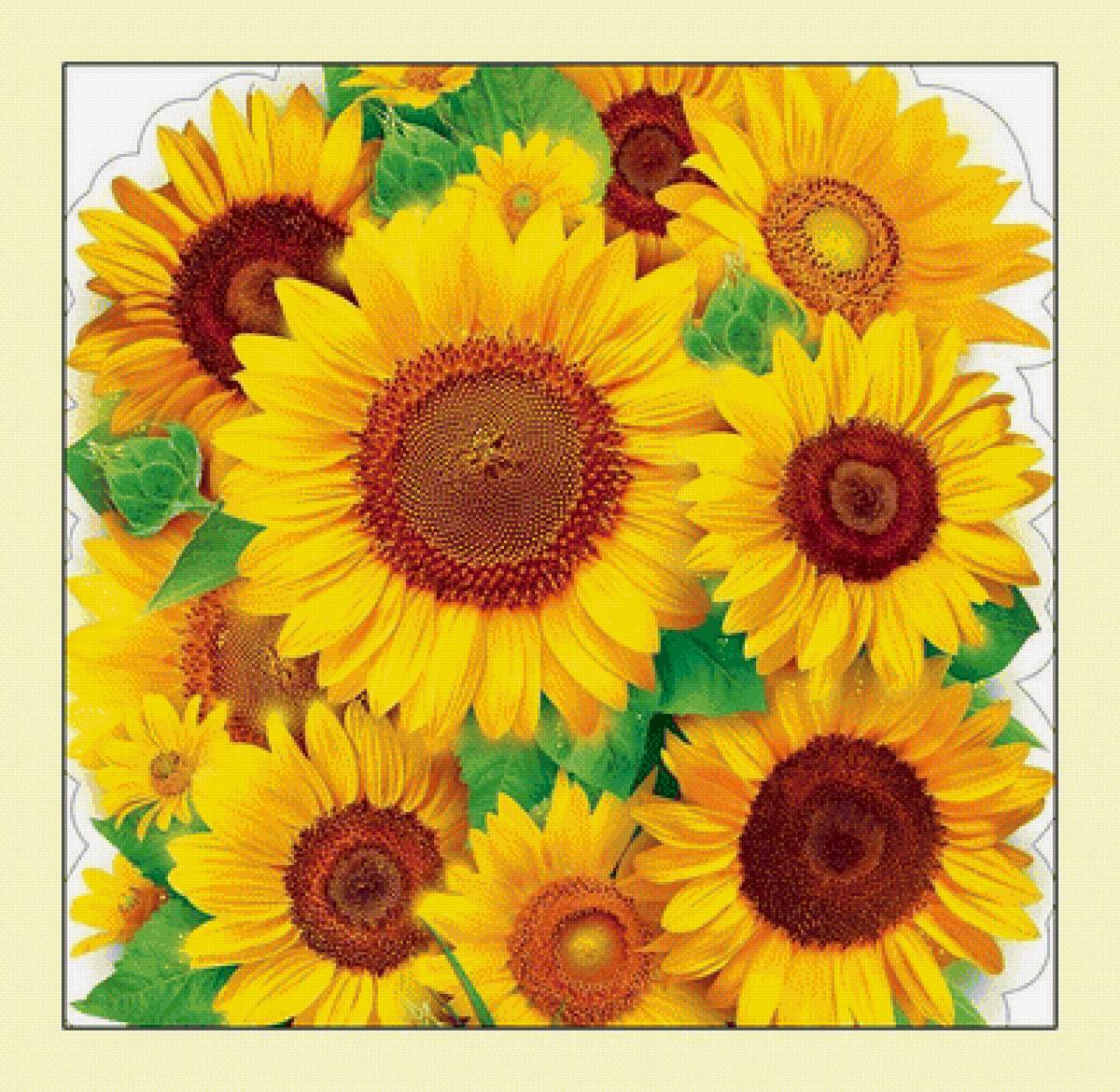 №2024769 - подсолнухи, цветы - предпросмотр