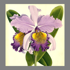 Оригинал схемы вышивки «Серия "Орхидеи"» (№2024832)