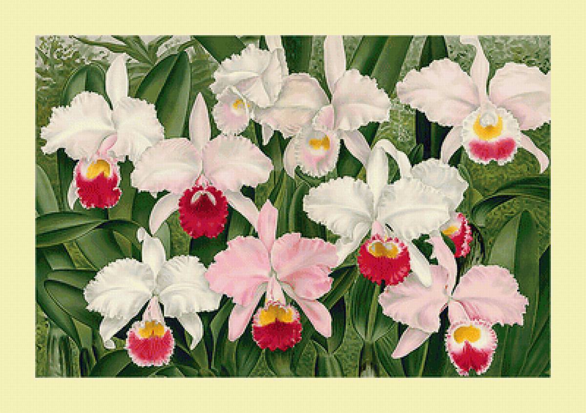 Серия "Орхидеи" - цветы, орхидеи, флора - предпросмотр