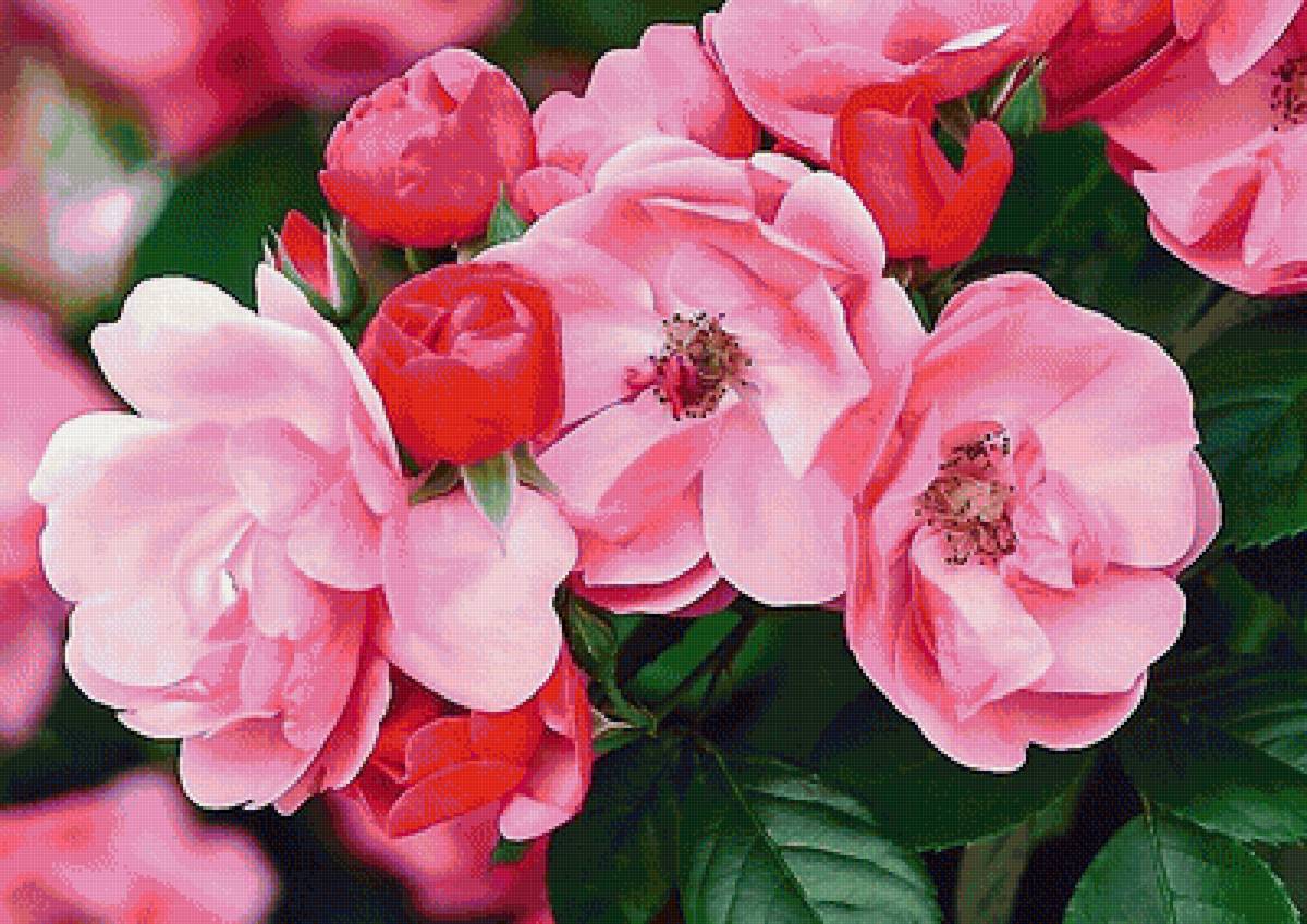 Розовые розы - розы, цветы, куст - предпросмотр