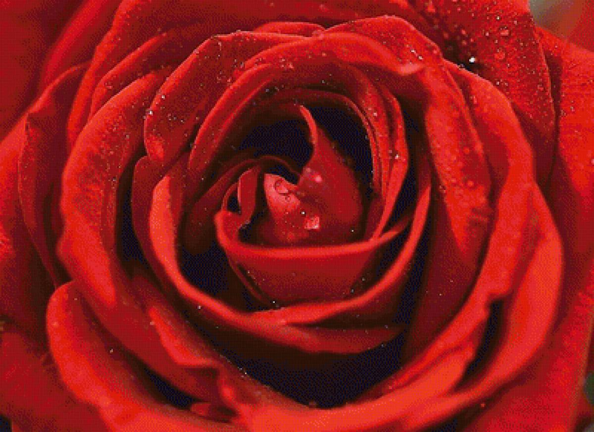 Красная роза - цветок, роза - предпросмотр