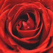 Оригинал схемы вышивки «Красная роза» (№2024890)