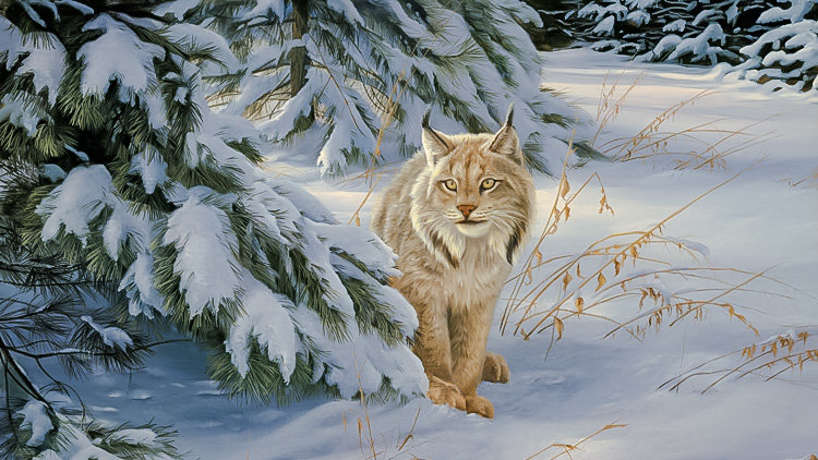 Watchful Eye-Lynx. - snowscapes.animals. - оригинал