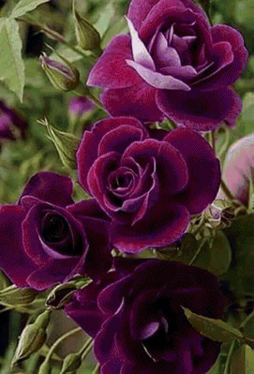 Роза сиренеая - цветы, роза - предпросмотр