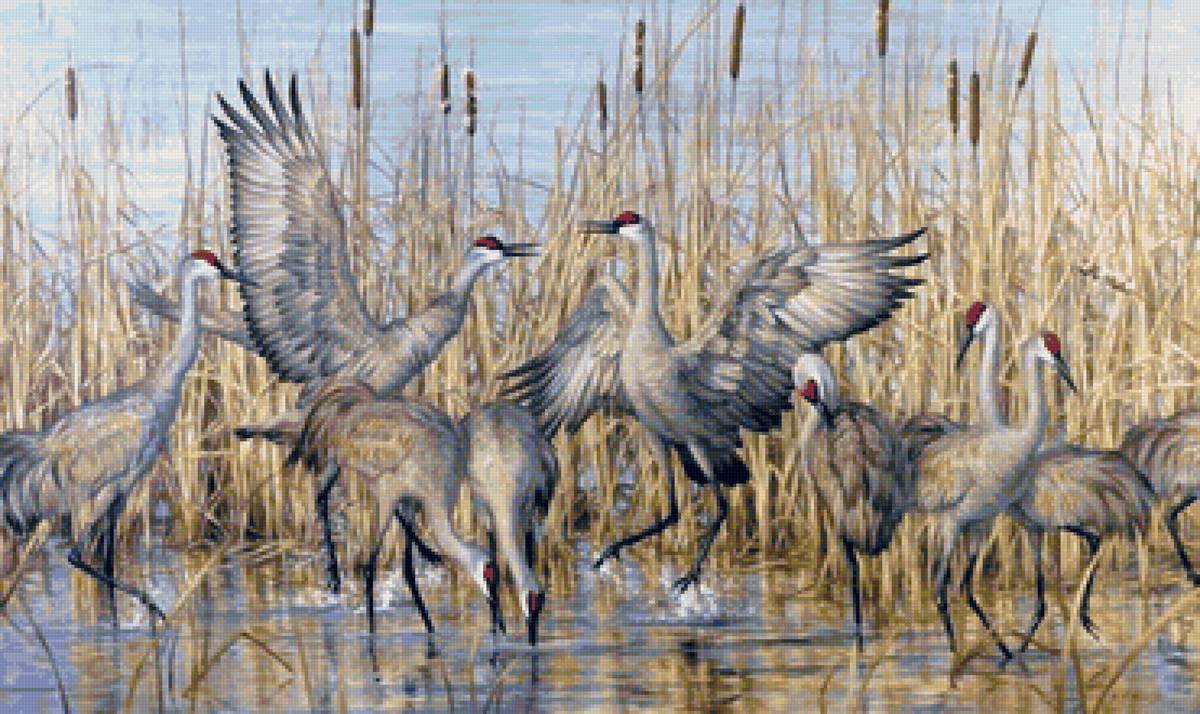 Журавли - журавли, птицы, пейзаж - предпросмотр