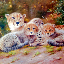 Cheetahs.