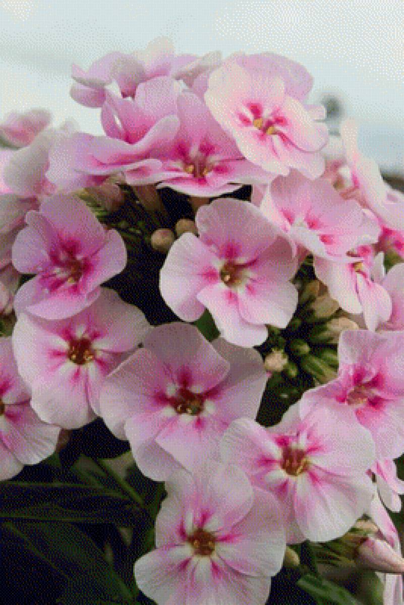 №2025970 - флоксы - предпросмотр