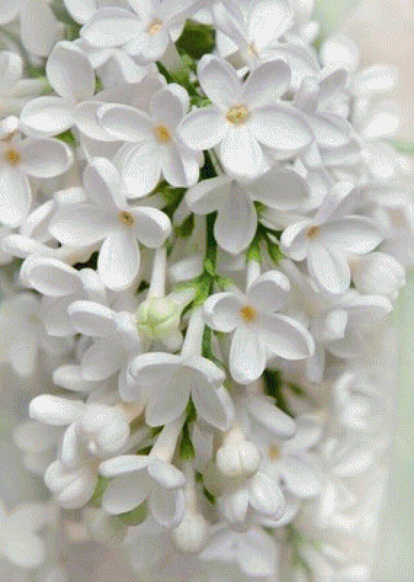 №2025971 - сирень - предпросмотр