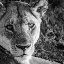 Схема вышивки «львица»