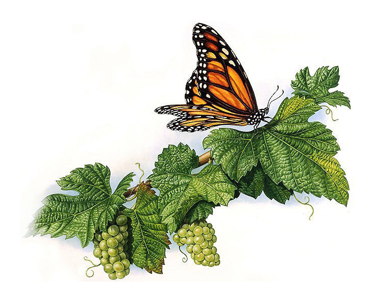 бабочка - виноград, бабочка, веточка - оригинал