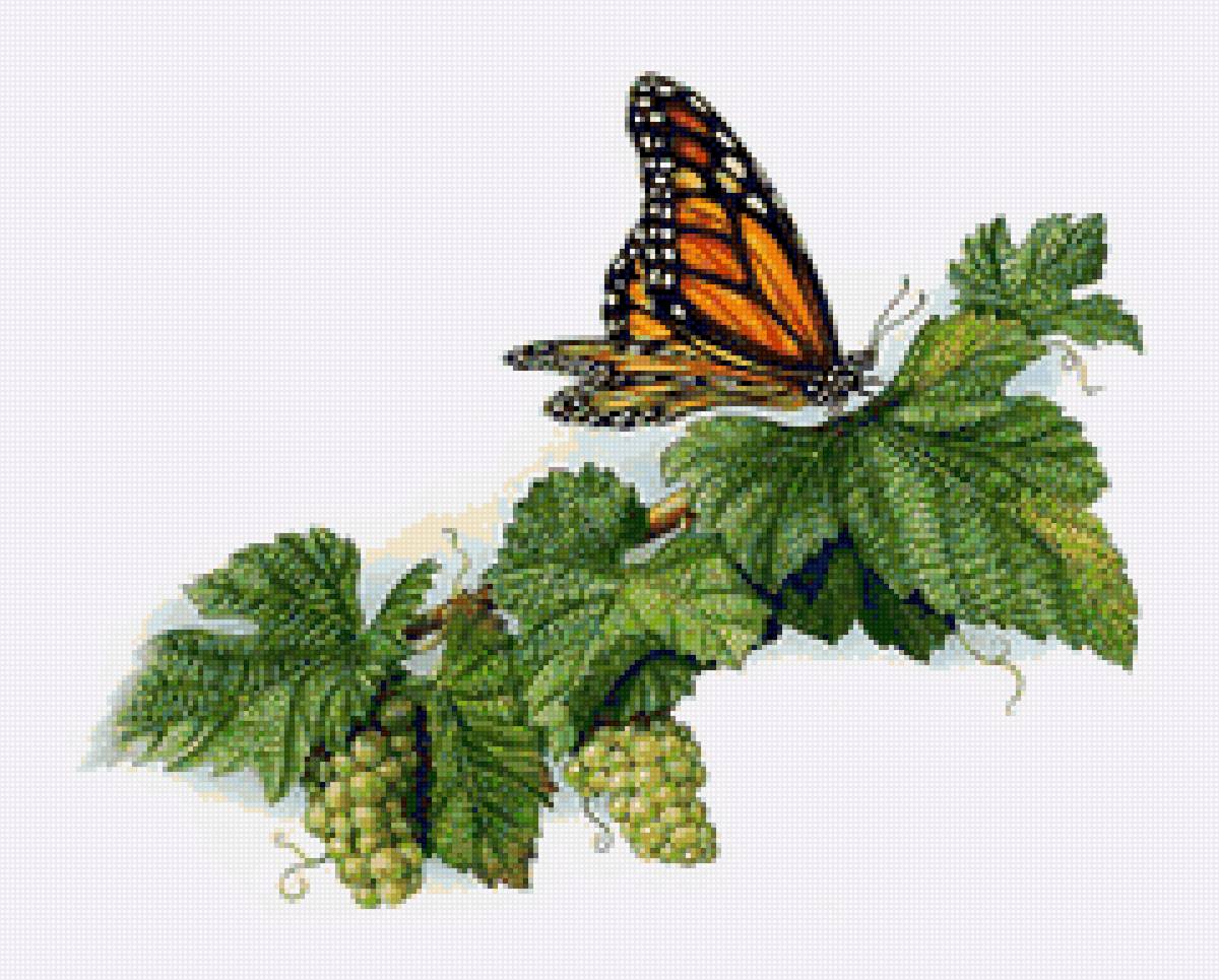 бабочка - виноград, веточка, бабочка - предпросмотр