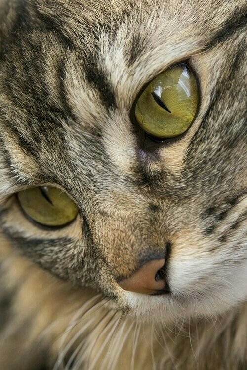 closup poes groene ogen - оригинал