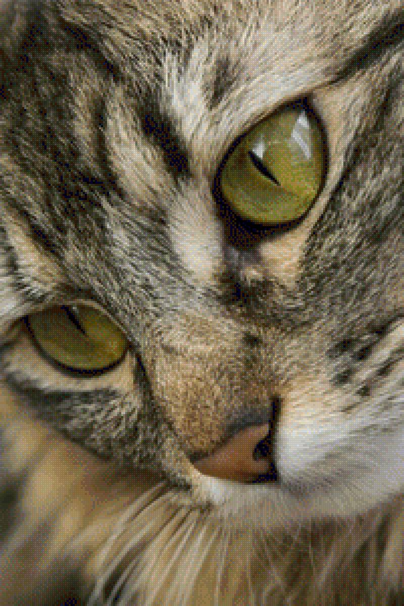 closup poes groene ogen - предпросмотр