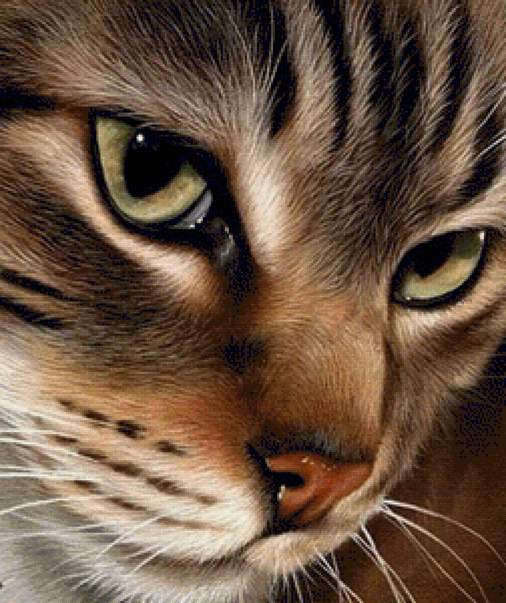 bruine poes - предпросмотр