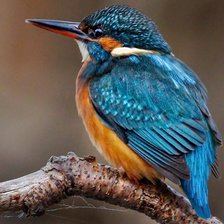 Схема вышивки «Зимородок»