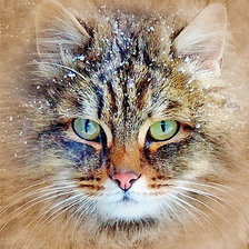 Снежный котик