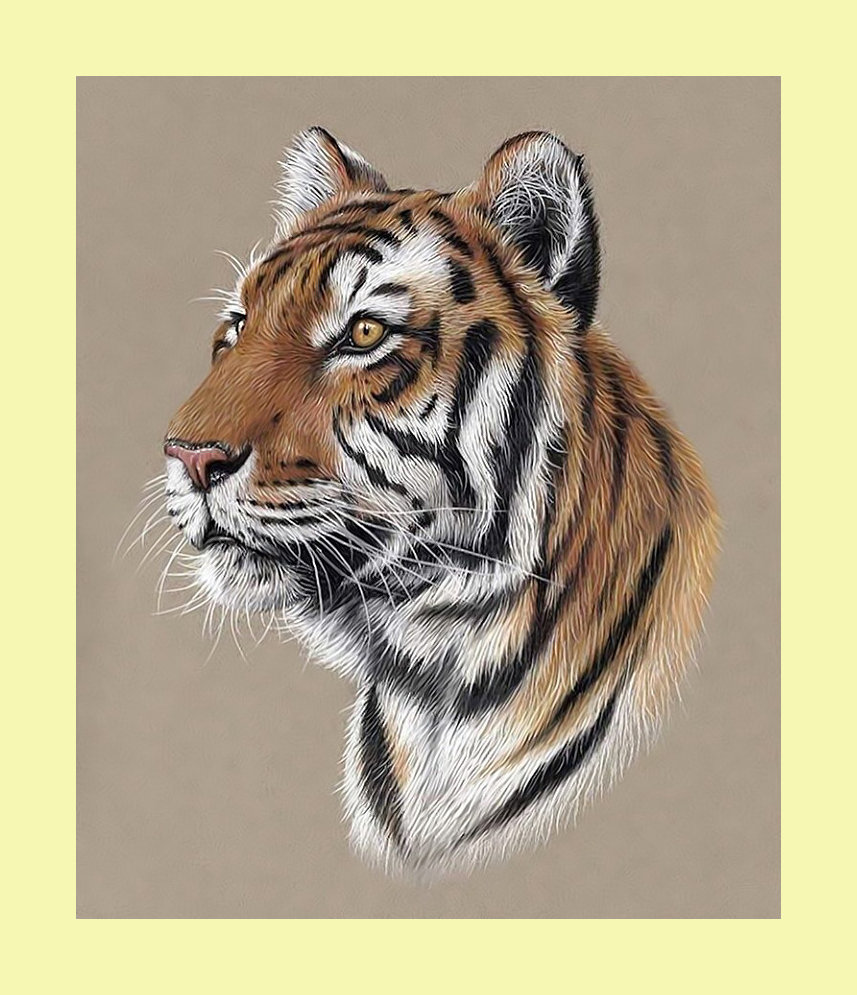 Тигр. - хищник, животные, тигр, взгляд - оригинал