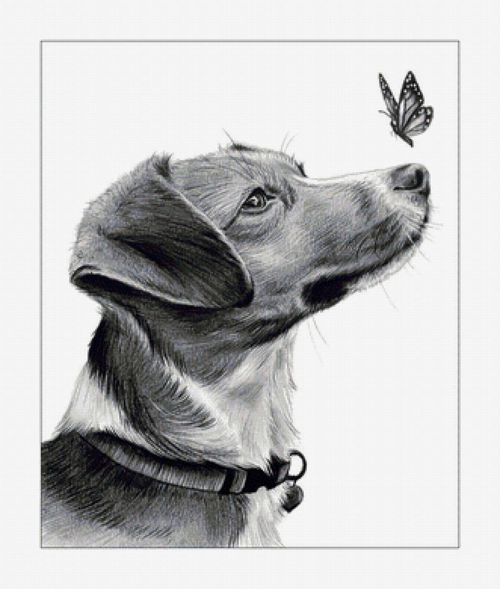 Пёс и бабочка. - рисунок, бабочка, животные, собака, черно-белый - предпросмотр