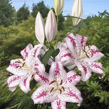 Схема вышивки «цветы»