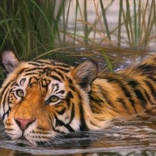 Схема вышивки «дикие»