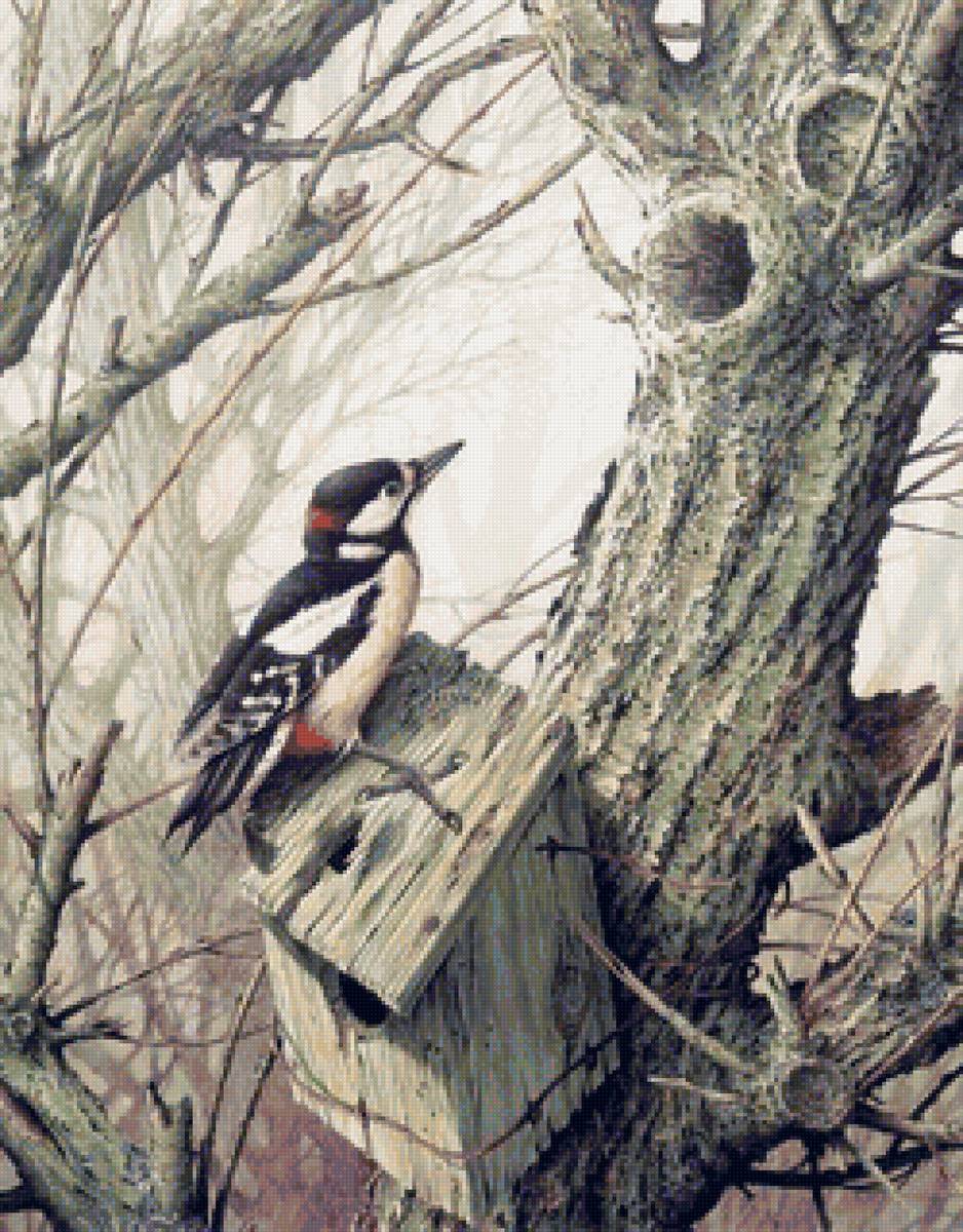 Дятел - птицы - предпросмотр