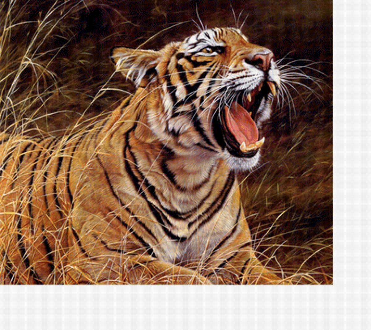 Тигр - животные, звери - предпросмотр