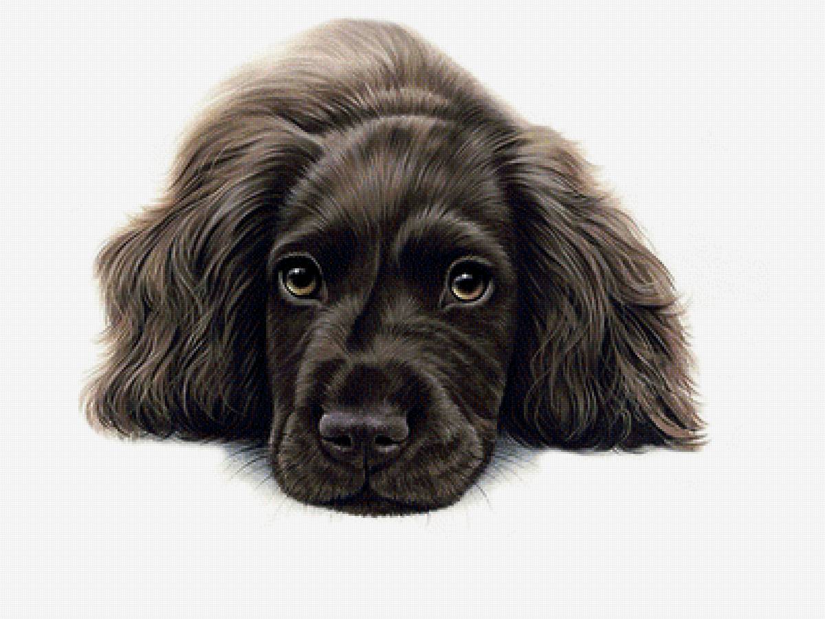 Пес - звери, животные - предпросмотр