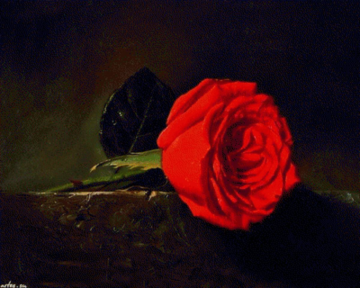 роза 2 - предпросмотр