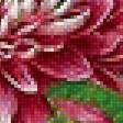 Предпросмотр схемы вышивки «Хризантемы» (№2029415)