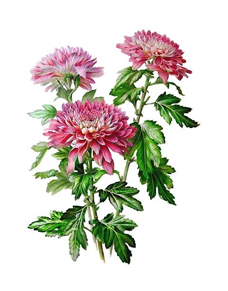 Хризантемы - цветы, хризантемы - оригинал